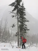 Program Avalanche Observations # 252